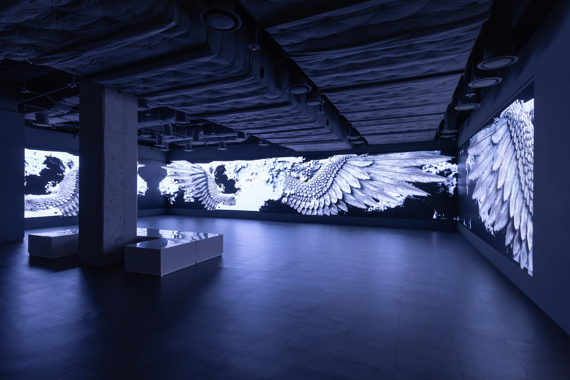 Yiyun Kang, Vanishing 2.0 (2025) — fossilised wings and feathers across a multi-channel media wall. Beyond elegy, asking what may remain after disappearance.